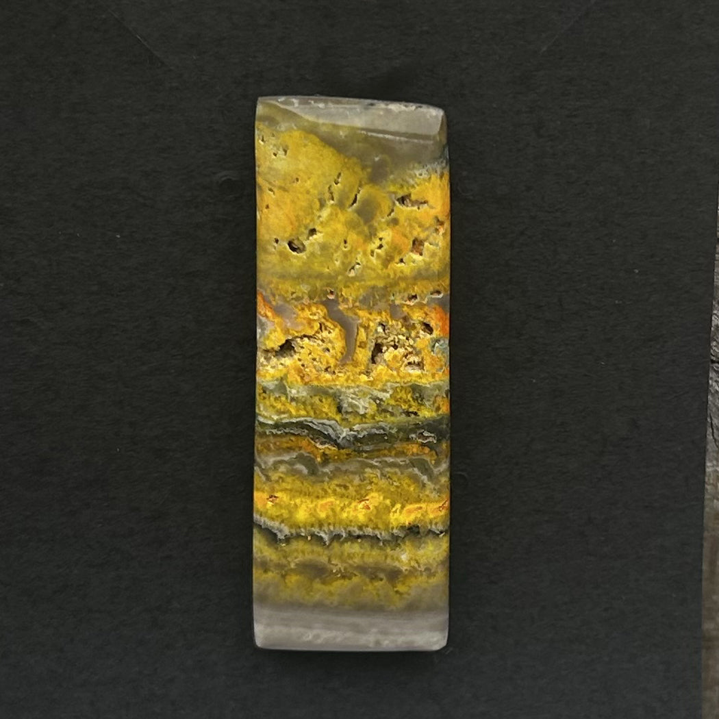 Bumblebee Jasper